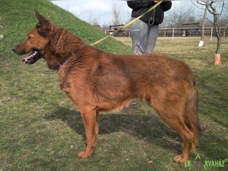 Dobi sucht seine Menschen