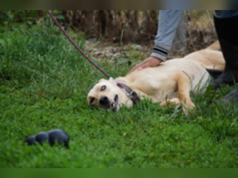 Nora muß dringend raus aus dem Tierheim