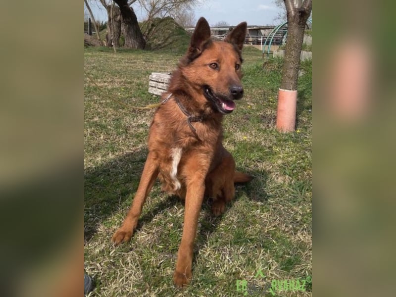 Dobi sucht seine Menschen