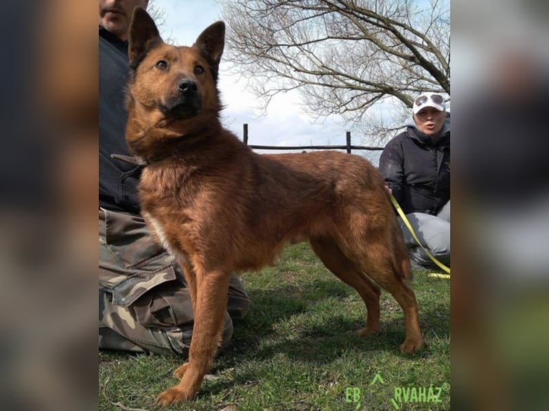 Dobi sucht seine Menschen