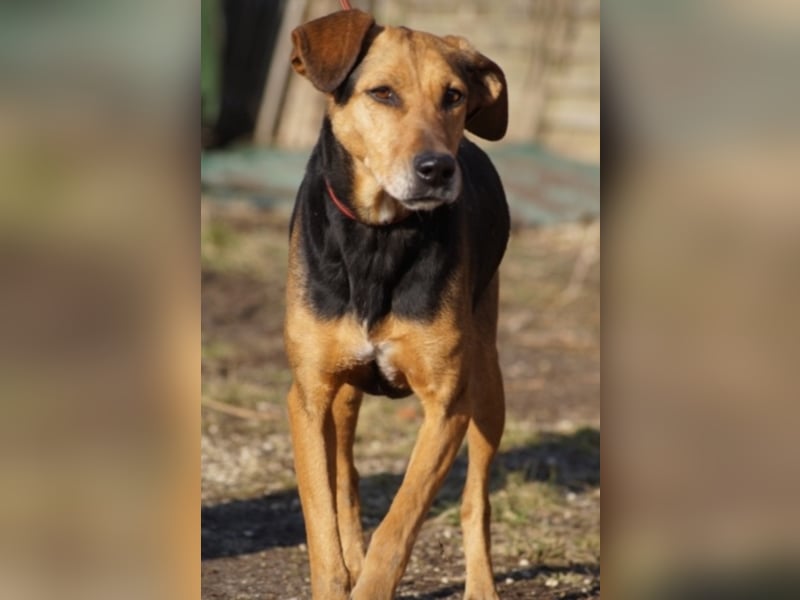 Sugar wünscht sich wieder ein zuhause