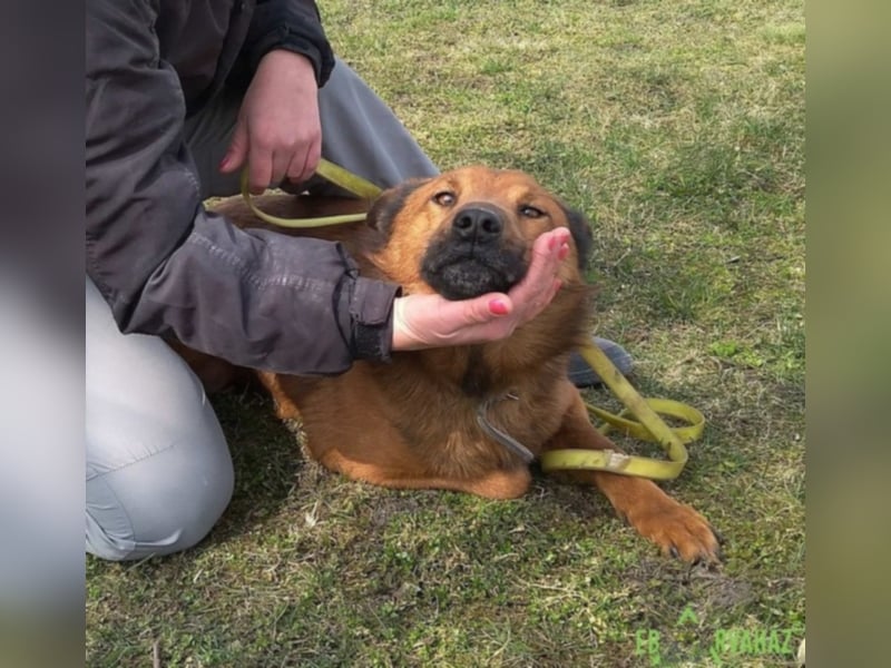Dobi sucht seine Menschen