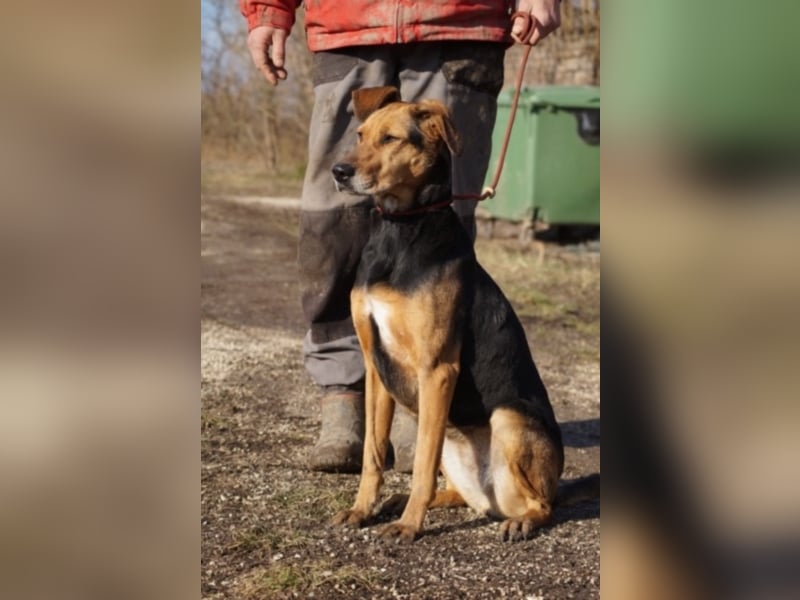 Sugar wünscht sich wieder ein zuhause