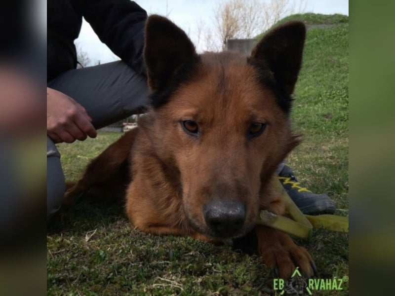 Dobi sucht seine Menschen