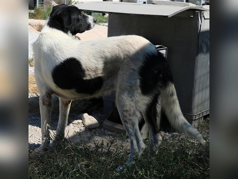Rubin, geb. ca. 03/2019, lebt in GRIECHENLAND, im städt. Tierheim Serres