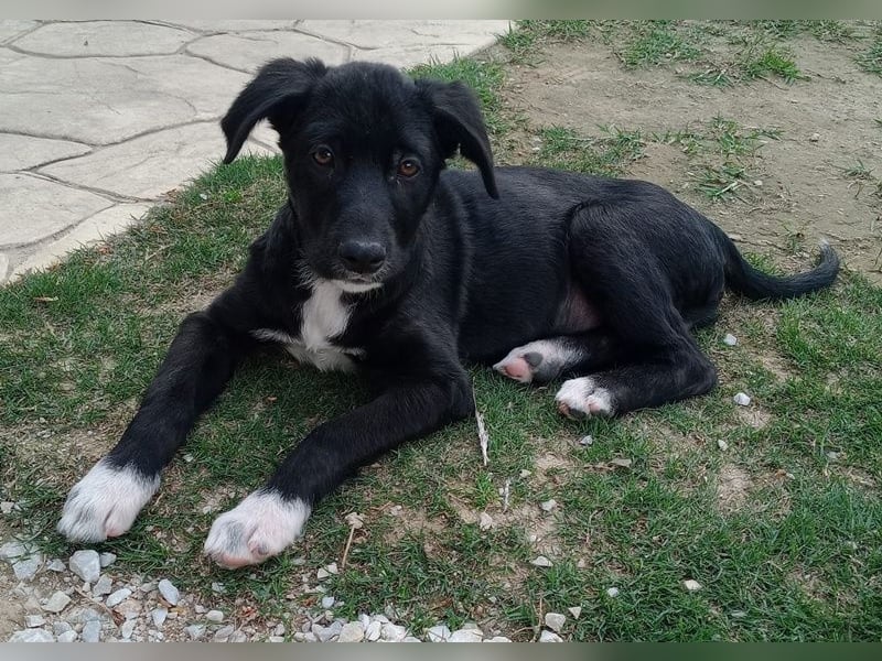 Taxo, geb. ca. 12/2024, lebt in GRIECHENLAND, auf einer privaten Pflegestelle