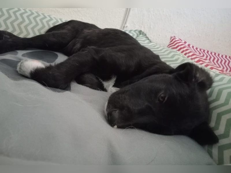 Taxo, geb. ca. 12/2024, lebt in GRIECHENLAND, auf einer privaten Pflegestelle