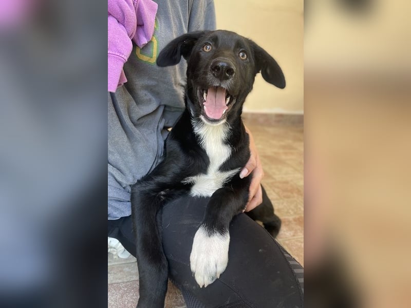 Taxo, geb. ca. 12/2024, lebt in GRIECHENLAND, auf einer privaten Pflegestelle