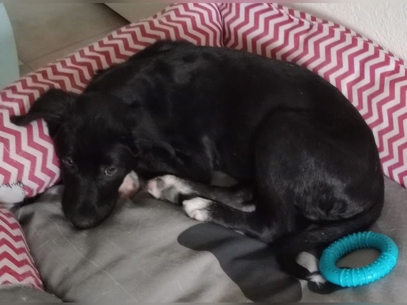 Taxo, geb. ca. 12/2024, lebt in GRIECHENLAND, auf einer privaten Pflegestelle