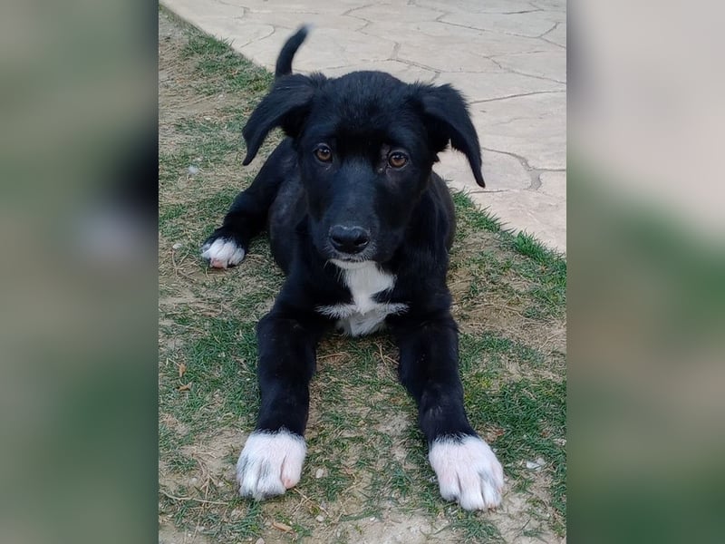 Taxo, geb. ca. 12/2024, lebt in GRIECHENLAND, auf einer privaten Pflegestelle