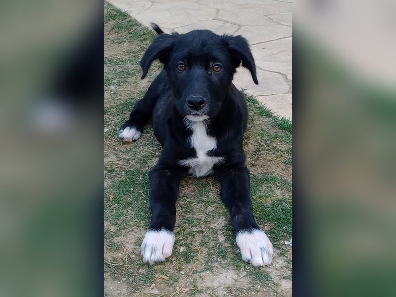 Taxo, geb. ca. 12/2024, lebt in GRIECHENLAND, auf einer privaten Pflegestelle