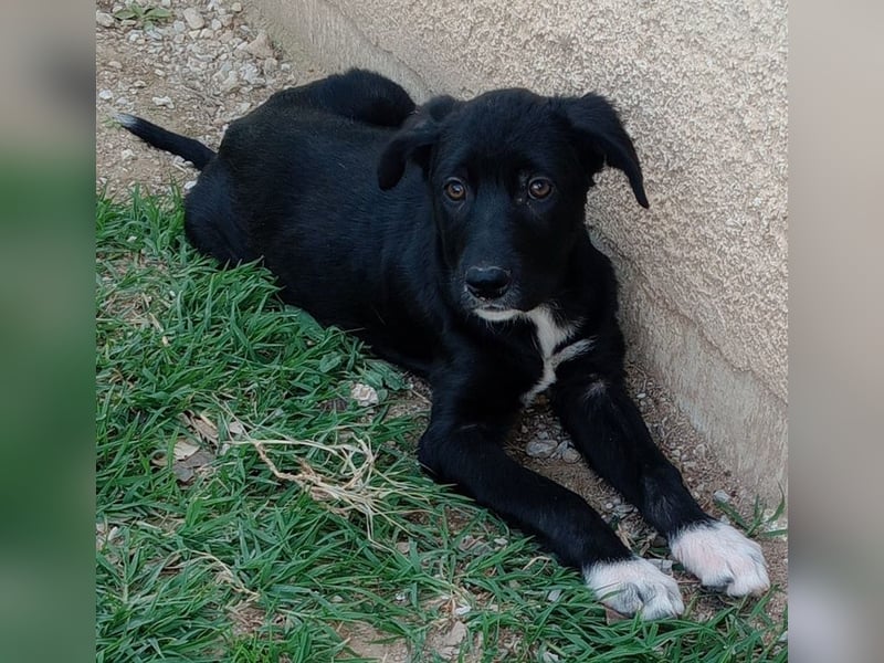 Taxo, geb. ca. 12/2024, lebt in GRIECHENLAND, auf einer privaten Pflegestelle