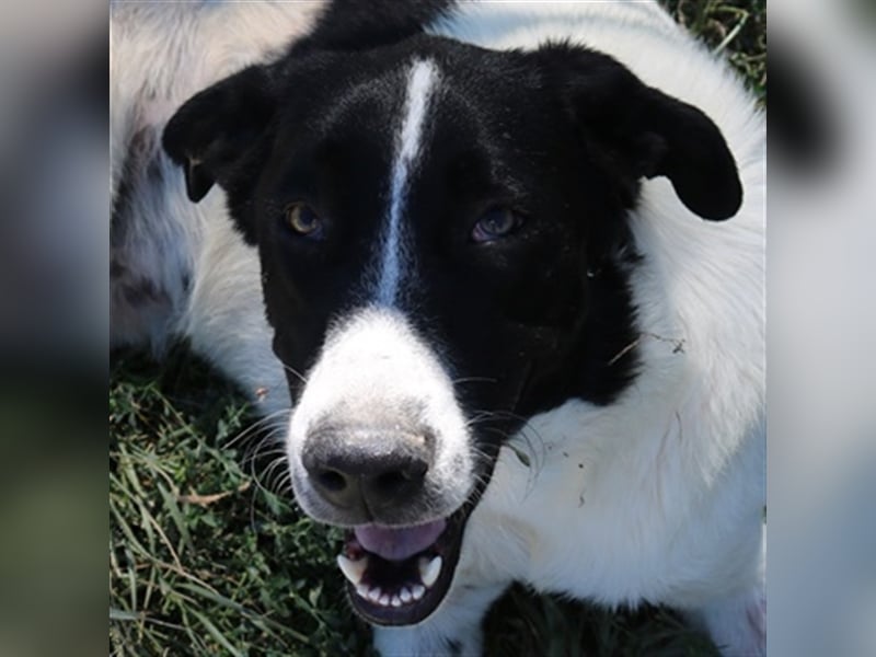 Rubin, geb. ca. 03/2019, lebt in GRIECHENLAND, im städt. Tierheim Serres