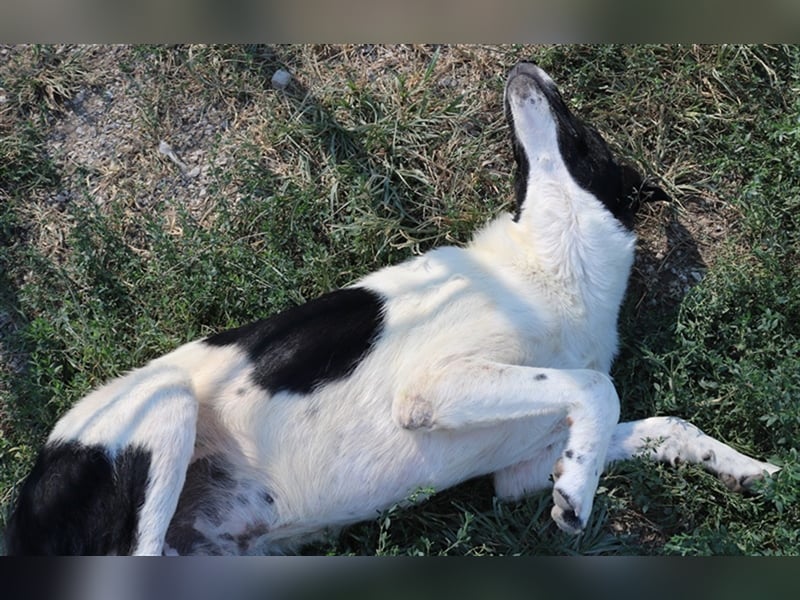 Rubin, geb. ca. 03/2019, lebt in GRIECHENLAND, im städt. Tierheim Serres