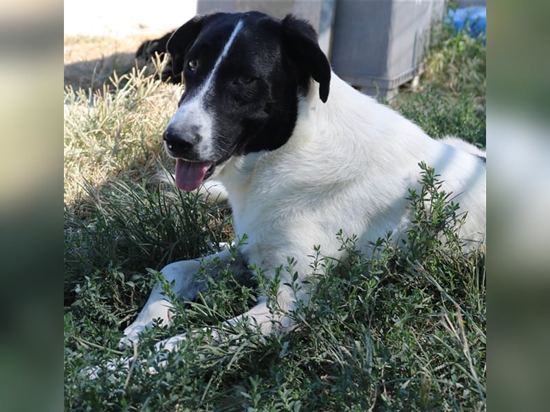 Rubin, geb. ca. 03/2019, lebt in GRIECHENLAND, im städt. Tierheim Serres