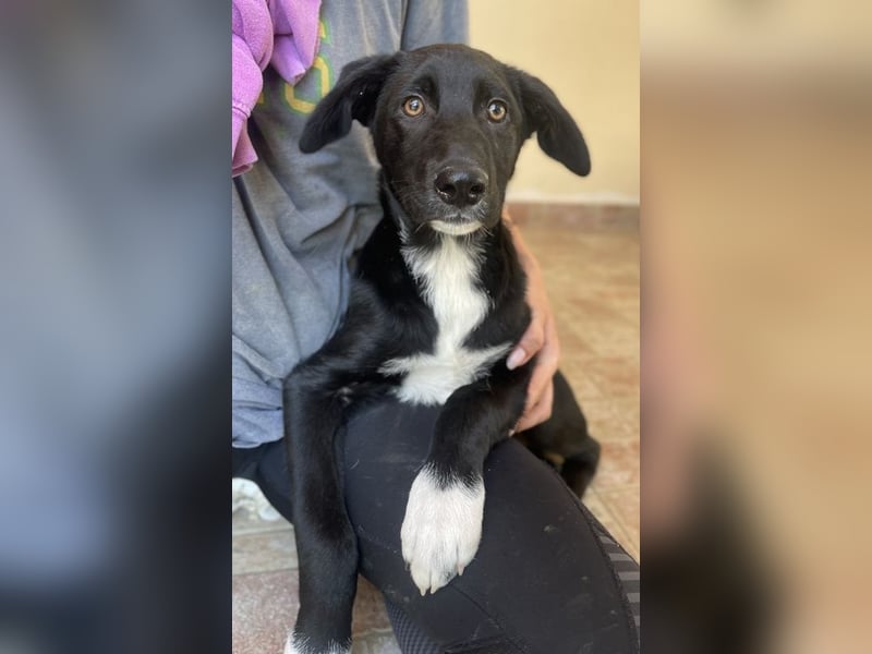 Taxo, geb. ca. 12/2024, lebt in GRIECHENLAND, auf einer privaten Pflegestelle