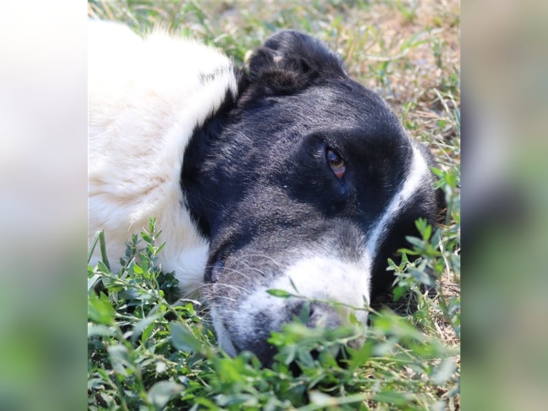 Rubin, geb. ca. 03/2019, lebt in GRIECHENLAND, im städt. Tierheim Serres