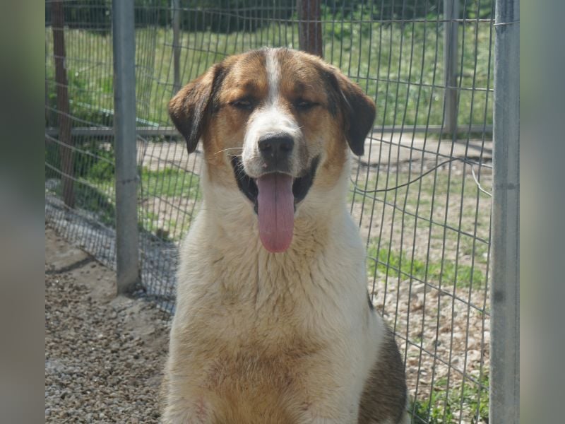 Florin, geb. ca. 05/2025, lebt in GRIECHENLAND, im städt. Tierheim Serres