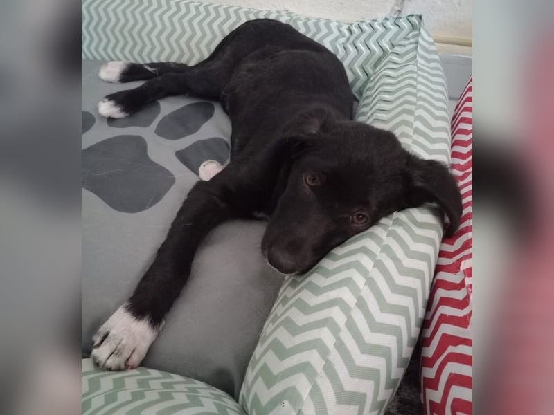 Taxo, geb. ca. 12/2024, lebt in GRIECHENLAND, auf einer privaten Pflegestelle