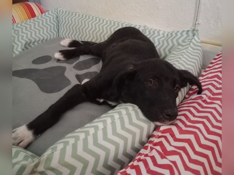 Taxo, geb. ca. 12/2024, lebt in GRIECHENLAND, auf einer privaten Pflegestelle