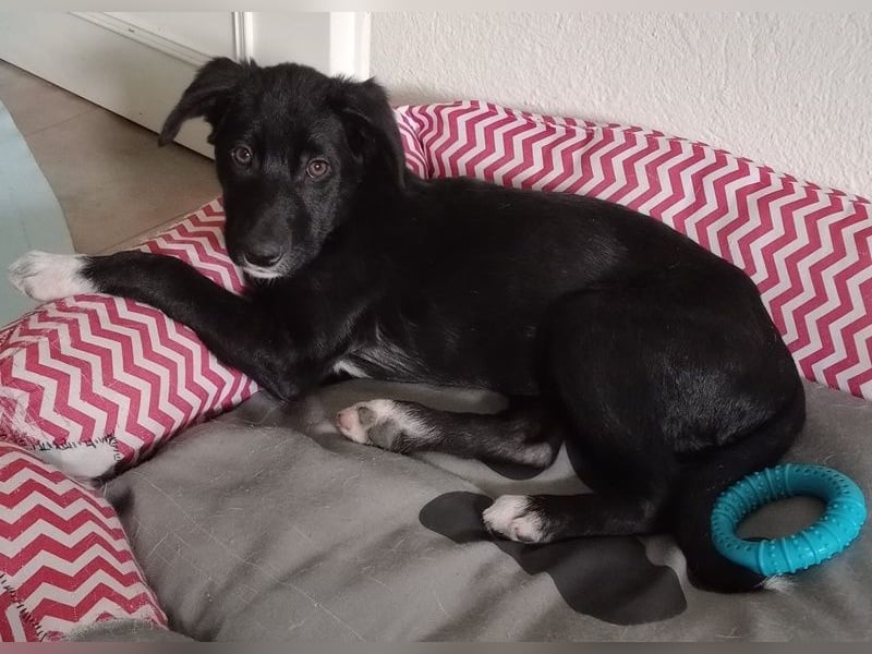 Taxo, geb. ca. 12/2024, lebt in GRIECHENLAND, auf einer privaten Pflegestelle