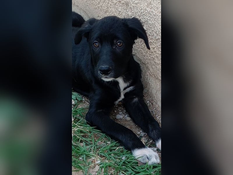 Taxo, geb. ca. 12/2024, lebt in GRIECHENLAND, auf einer privaten Pflegestelle