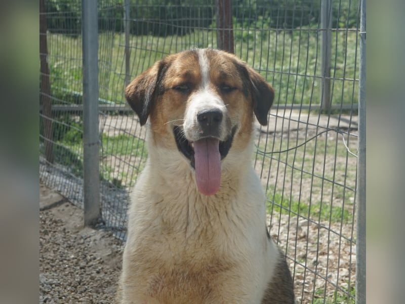 Florin, geb. ca. 05/2025, lebt in GRIECHENLAND, im städt. Tierheim Serres