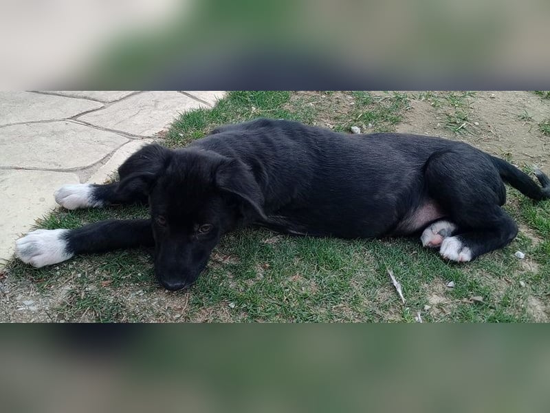 Taxo, geb. ca. 12/2024, lebt in GRIECHENLAND, auf einer privaten Pflegestelle