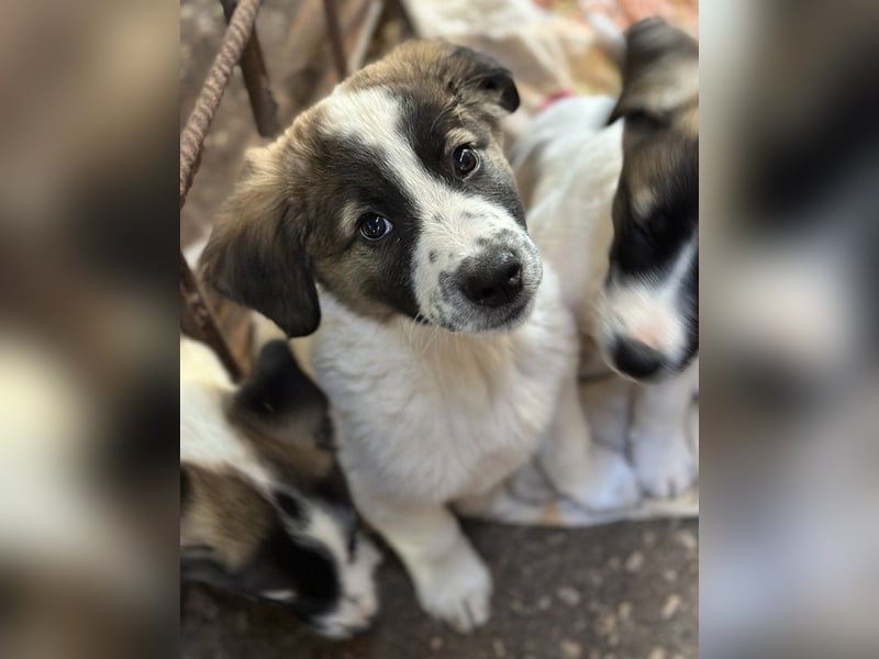 Findus, geb. ca. 02/2025, lebt in GRIECHENLAND, auf einer privaten Pflegestelle