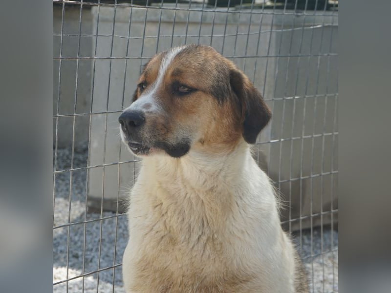Florin, geb. ca. 05/2025, lebt in GRIECHENLAND, im städt. Tierheim Serres