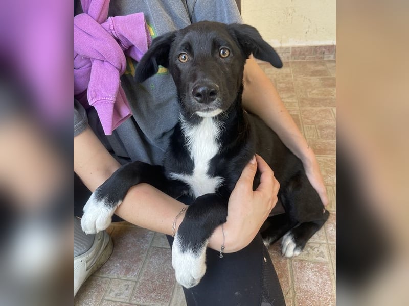 Taxo, geb. ca. 12/2024, lebt in GRIECHENLAND, auf einer privaten Pflegestelle