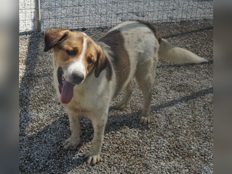 Florin, geb. ca. 05/2025, lebt in GRIECHENLAND, im städt. Tierheim Serres