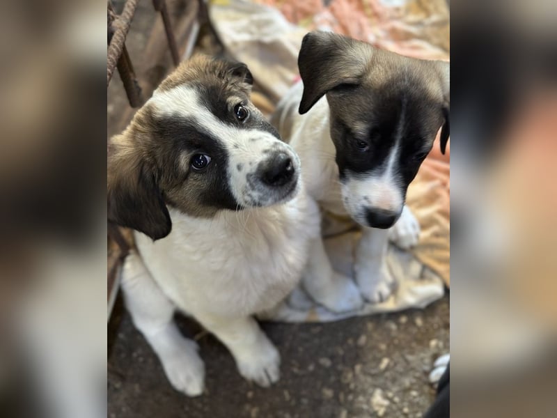 Findus, geb. ca. 02/2025, lebt in GRIECHENLAND, auf einer privaten Pflegestelle