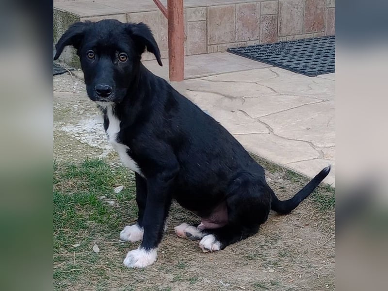 Taxo, geb. ca. 12/2024, lebt in GRIECHENLAND, auf einer privaten Pflegestelle