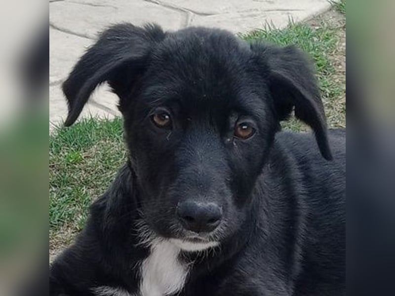 Taxo, geb. ca. 12/2024, lebt in GRIECHENLAND, auf einer privaten Pflegestelle