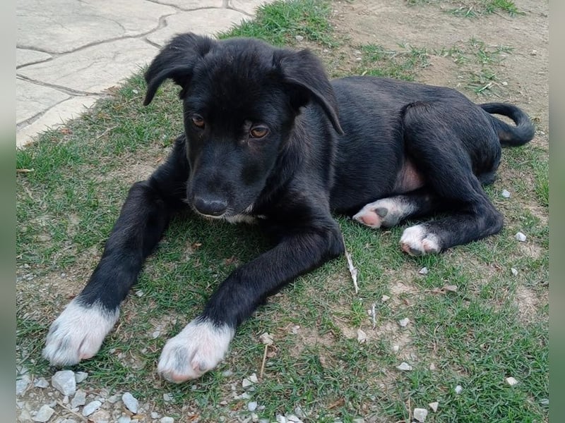 Taxo, geb. ca. 12/2024, lebt in GRIECHENLAND, auf einer privaten Pflegestelle