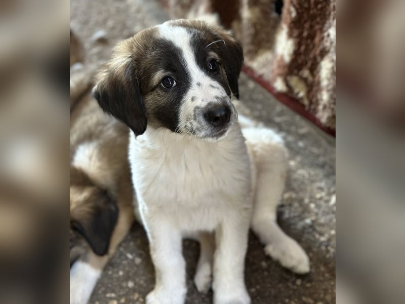 Findus, geb. ca. 02/2025, lebt in GRIECHENLAND, auf einer privaten Pflegestelle