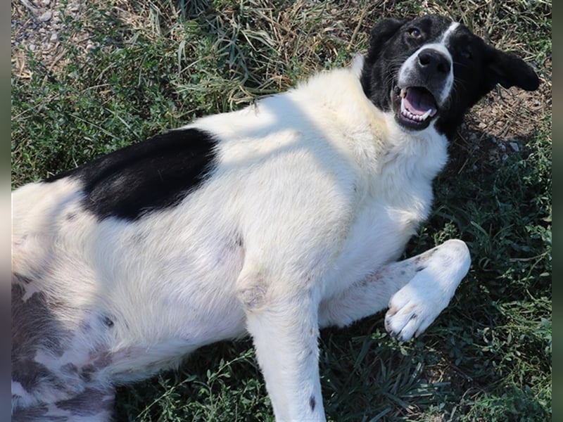 Rubin, geb. ca. 03/2019, lebt in GRIECHENLAND, im städt. Tierheim Serres