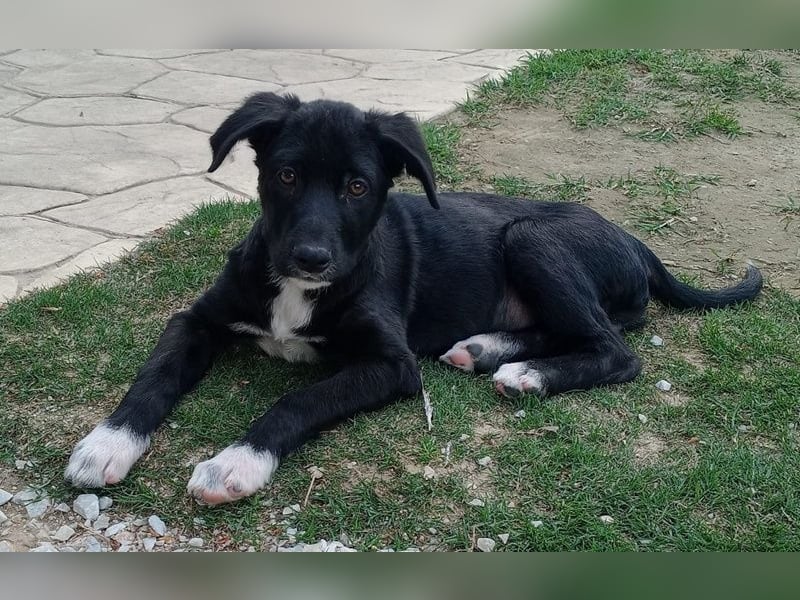 Taxo, geb. ca. 12/2024, lebt in GRIECHENLAND, auf einer privaten Pflegestelle