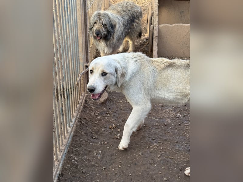 Der wachsame JANUS sucht ein Für Immer Zuhause