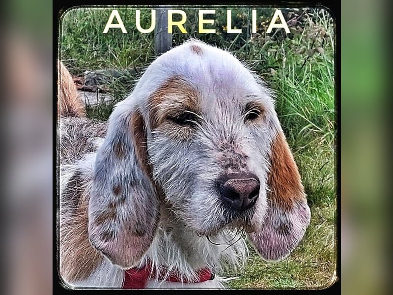 Aurelia