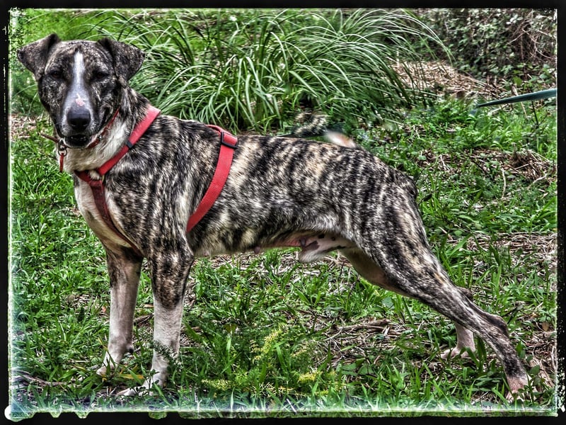 Donny (vorm. Donnie)