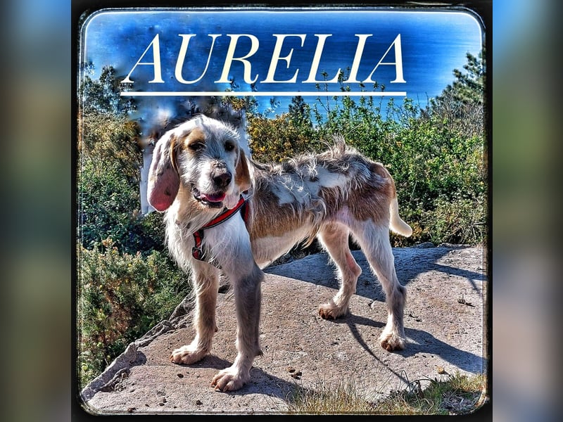 Aurelia