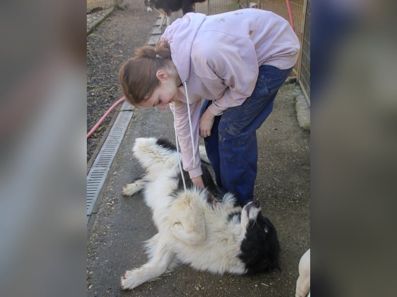 Zauberhafter LEDO - Herzenshund, Knutschkugel und Zuckerbub
