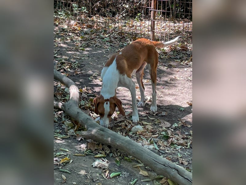Hübsche PERDITA will endlich raus aus dem Tierheim! Hast du ein Plätzchen für sie?