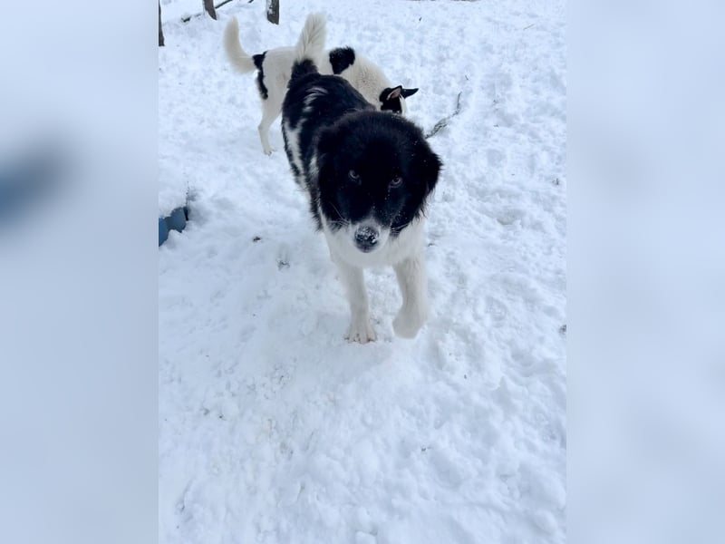 Charmanter LEDO könnte Dein Herzenshund werden
