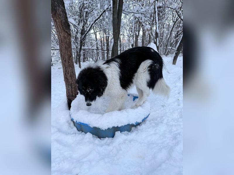 Charmanter LEDO könnte Dein Herzenshund werden