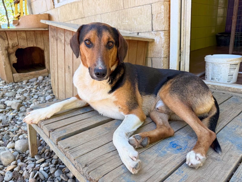 ZLAJA, verschmust, verspielt - zum VERLIEBEN ZLAJA, verschmust, verspielt - zum VERLIEBEN