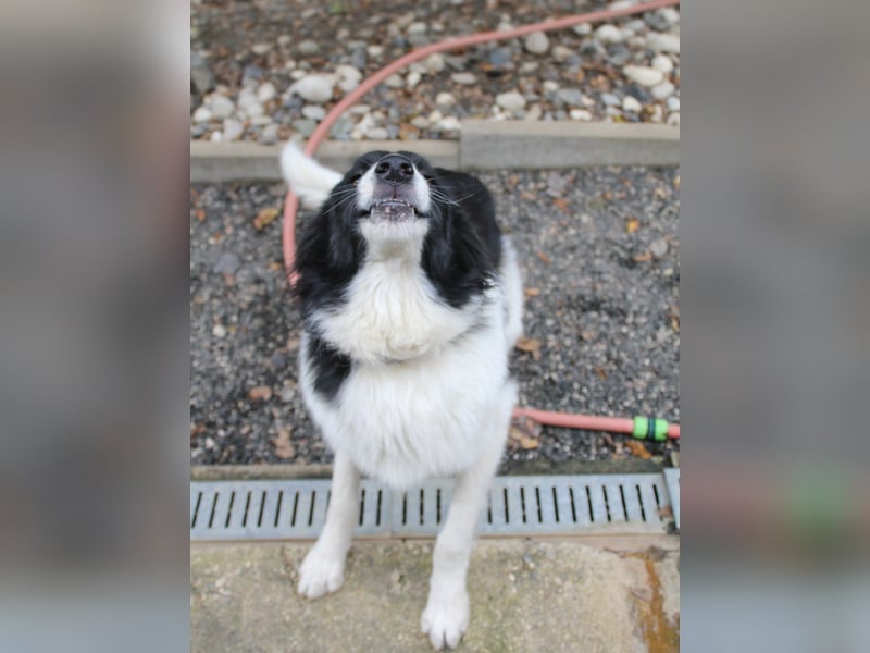 Freundlicher LEDO sucht sein Für-Immer-Zuhause