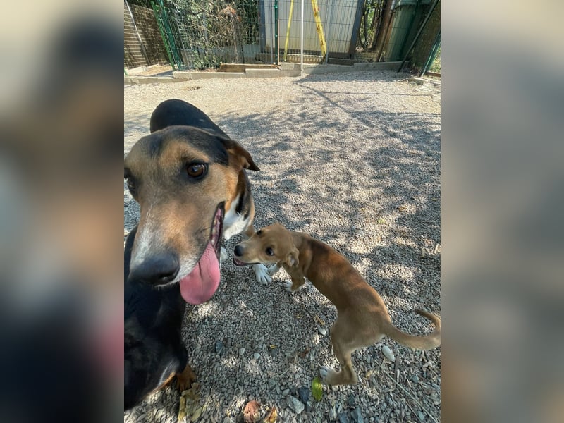 Traumbub ZLAJA sucht Familie zum Toben, Spielen und Spaßhaben :)